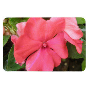 Flexible Macro à fleur rose Impatiens Magnet Premium