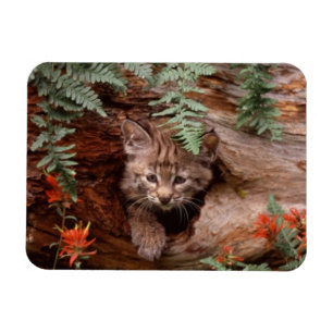 Flexible Magnet Bobcat Kitten