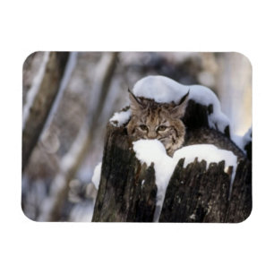 Flexible Magnet Bobcat Kitten