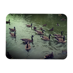 Flexible Magnet canadien des oies et des canards colverts