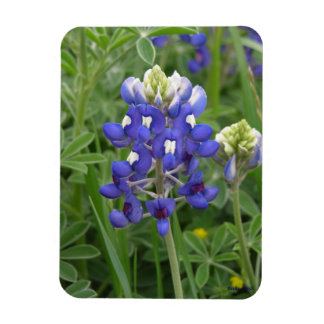 Flexible Magnet de bleuets texans