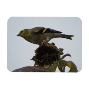 Flexible Magnet de perche de tournesol Goldfinch