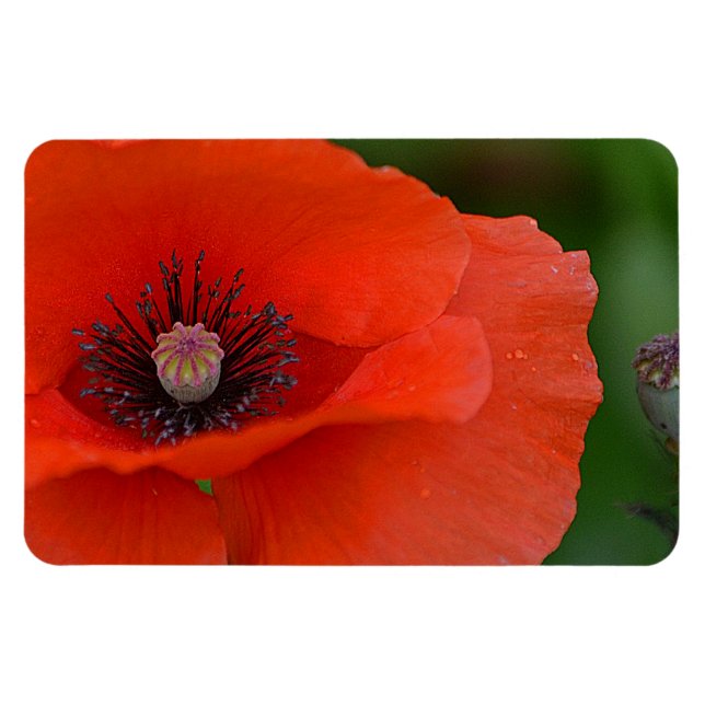 Flexible Magnet de Poppy (Horizontal)