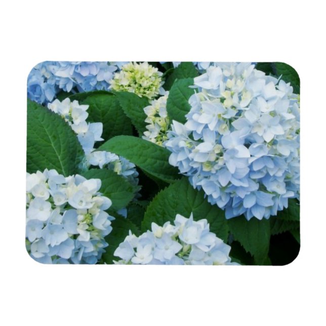 Flexible Magnet Hydrangea (Horizontal)