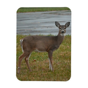 Flexible Magnet photo de cerf