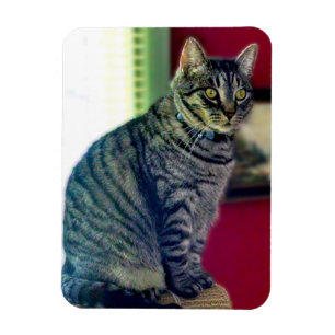 Flexible Magnet photo Tabby Cat 3"x4"