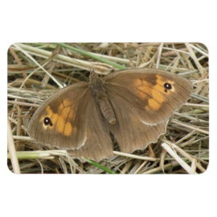 Flexible Magnet Premium pour Papillon blanc Brown pour femm