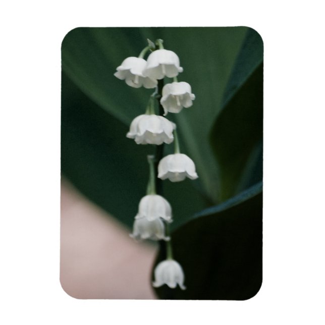Flexible Magnet Premium Sweet Bells (Vertical)