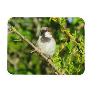 Flexible Maison Sparrow sur Lilac Bush Magnet
