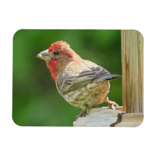 Flexible Male House Finch Magnet