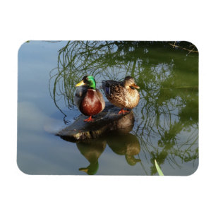 Flexible Mallard Ducks #2 Magnet de photos