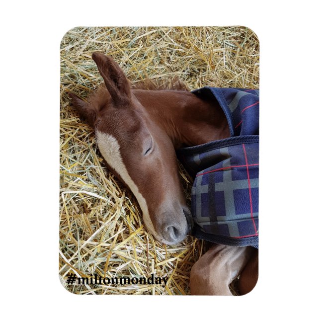 Flexible Milton Monday Magnet (Vertical)