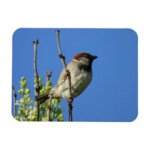 Moineau domestique mâle en été Magnet