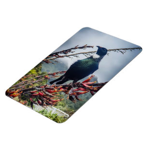 Flexible New Zealand Tui - Photographie sur Magnet