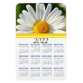Flexible Shasta Daisy | Magnet Calendrier floral 2022