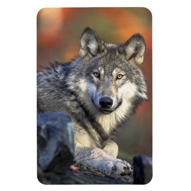 Flexible Wolf Magnet (Vertical)