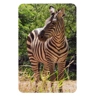 Flexible Zebra Photo Magnet