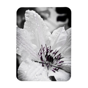 Flexibler Magnet - weiße Clematis-Blume