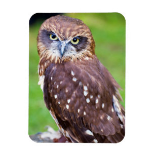 Flexibler Owl Magnet