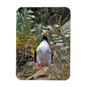 Flexibles Foto Magnet des Puffins