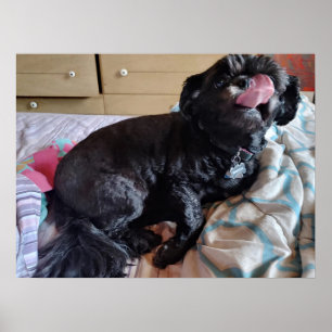 Flicker der Zunge Poster