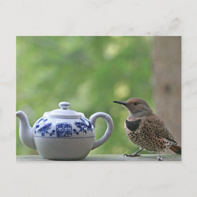 Flicker und Teapot Postkarte (Vorderseite)