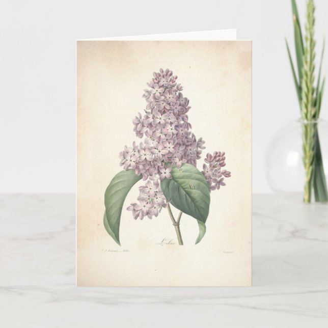 Flieder durch Redoute botanische Beileids-Karte Dankeskarte (Vorderseite)