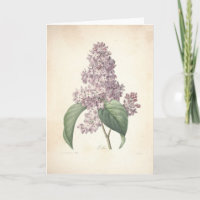 Flieder durch Redoute botanische Beileids-Karte