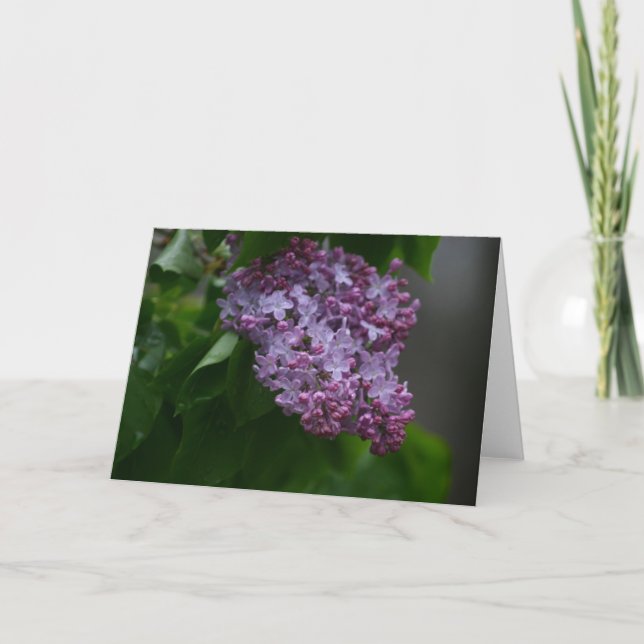 Flieder Karte (Vorderseite)