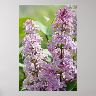 Flieder P5390 Druck Poster