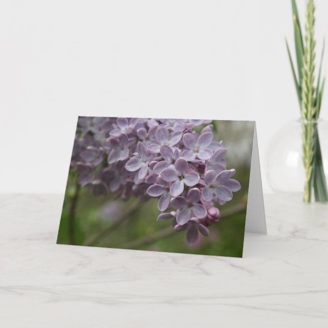 Flieder (Syringa spp.) Karte (Vorderseite)