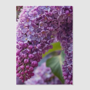 Flieder-Vellum-Overlay