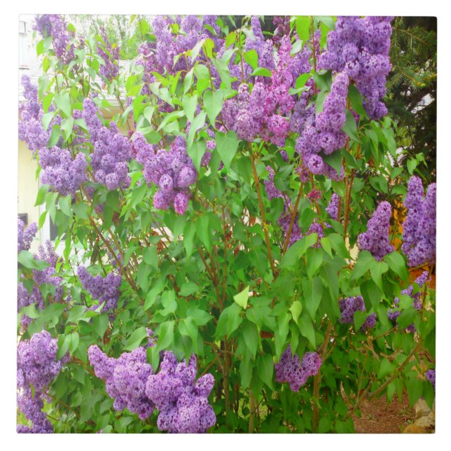 Fliederbusch-Fliese Fliese (Vorderseite)