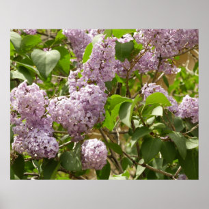 Fliederbusch schöne violette Frühlingsblumen Poster
