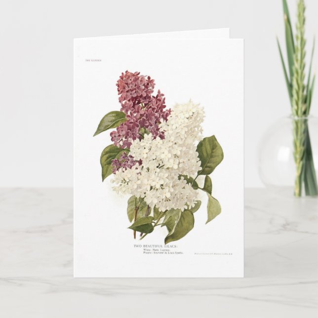 Fliedern Karte (Vorderseite)