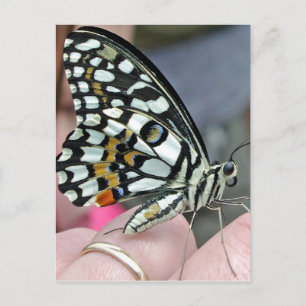 Fliege Postkarte