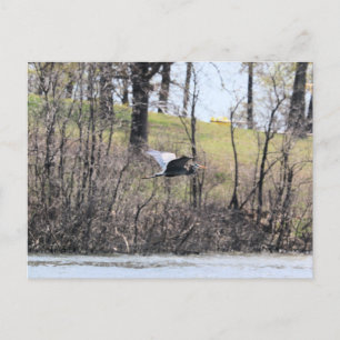 Fliegen durch postkarte