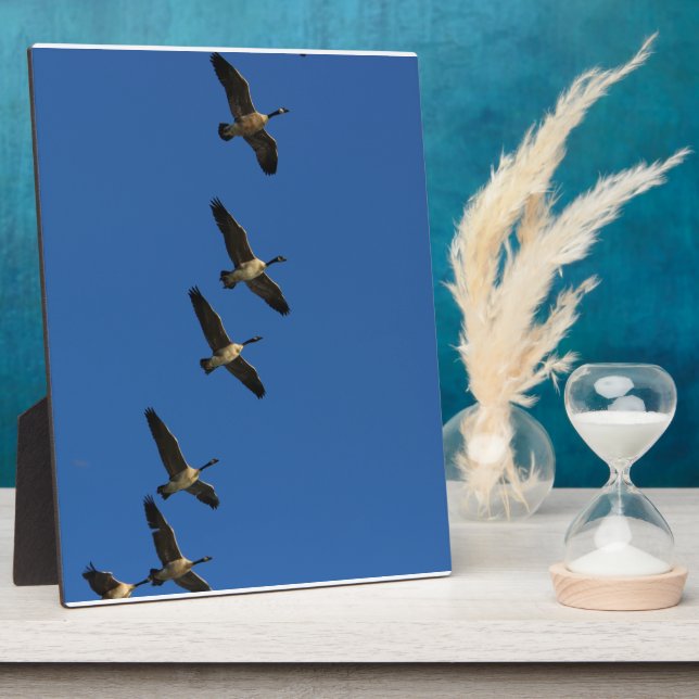 Fliegen Fotoplatte (Seite)