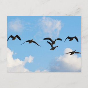 Fliegen-Gans-Postkarte Postkarte