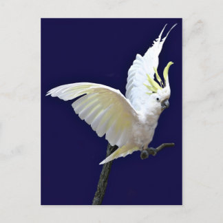 Fliegen mit mir postkarte