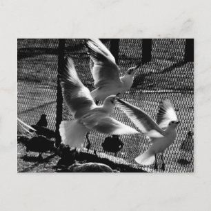 Fliegen nach Freiheit Postkarte