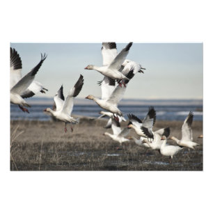 Fliegen-Schnee-Gänse Fotodruck