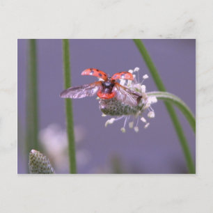 Fliegen weg Zuhause Postkarte