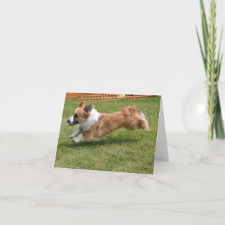 Fliegen-Wolljacken-WaliserCorgi Karte