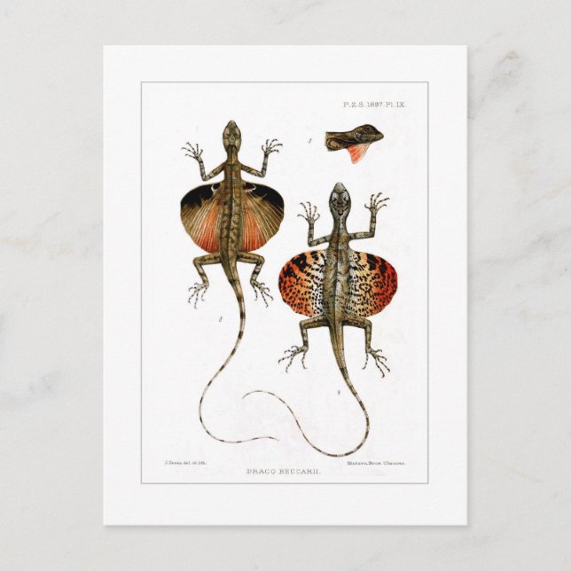 Fliegende Echse Postkarte (Vorderseite)