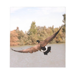 fliegende Ente über Wasser Foto Notizblock