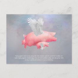 Fliegende Ferkel Postkarte