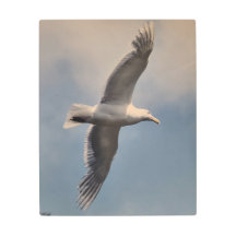 Fliegende Möwe Metall-Wandkunst