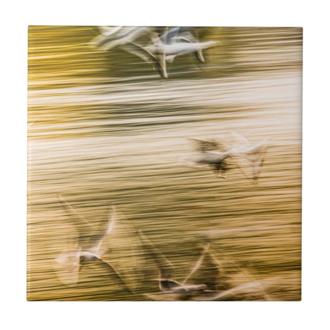 Fliegende Möwen - abstrakt Fliese (Vorderseite)