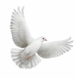 Fliegende Tauben-Verzierung Fotoskulptur Ornament<br><div class="desc">Ursprünglicher Kunstentwurf eines Weiß tauchte auf einer Qualitätsacrylverzierung für Feiertage wie Weihnachten sowie Hochzeiten und andere Gelegenheiten. Große Geschenkidee.</div>
